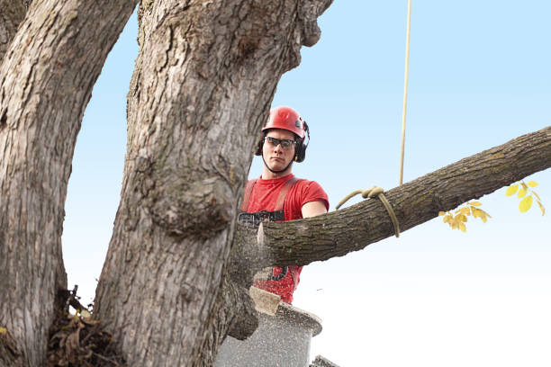 Best Tree Removal Service  in Louisville, KY